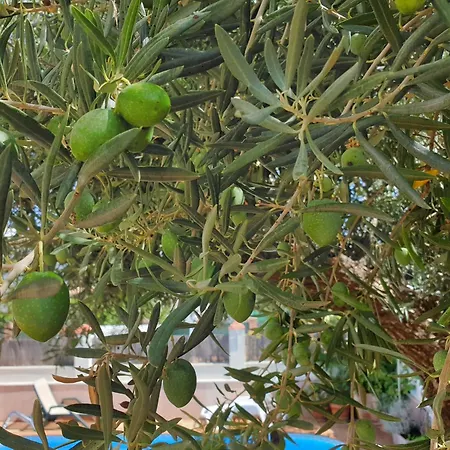 Rum i privatbostad El Olivo